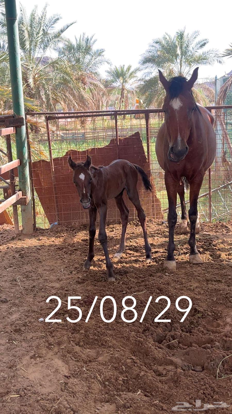 عرض ثقيل فرسين للبيع64381287430146110