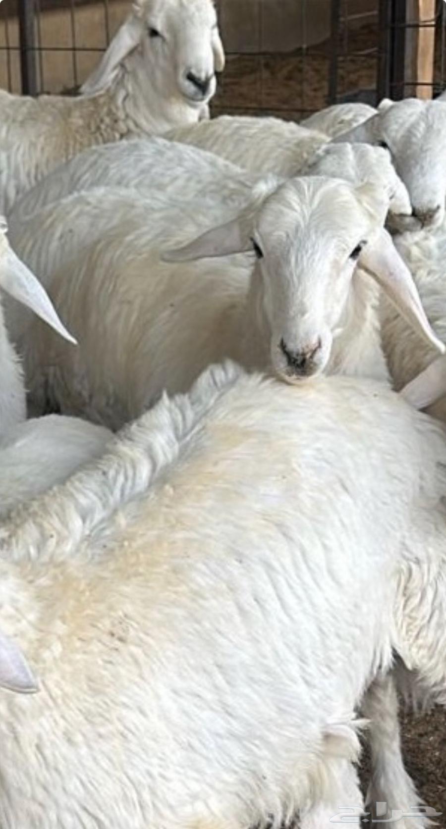 خروف حري خروف نعيمي تيس تيوس64390995532289110