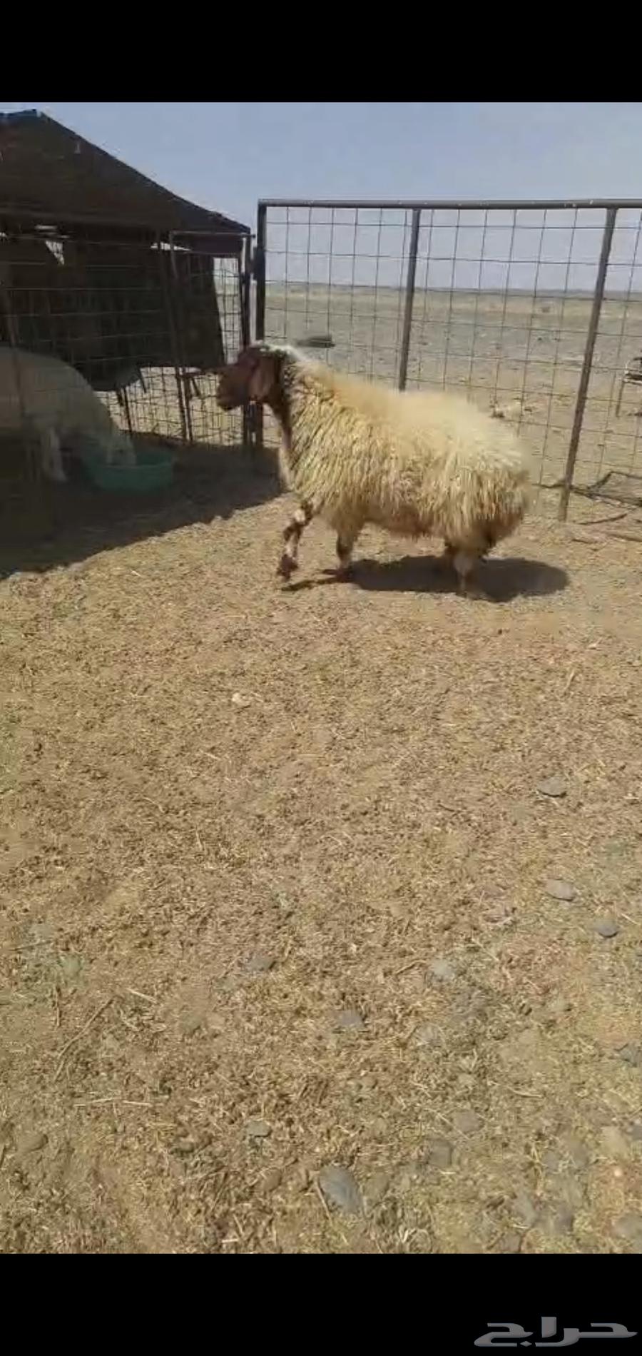 For sale: High-quality Najdi sheep, mature, with closed back and tip64382045205505111
