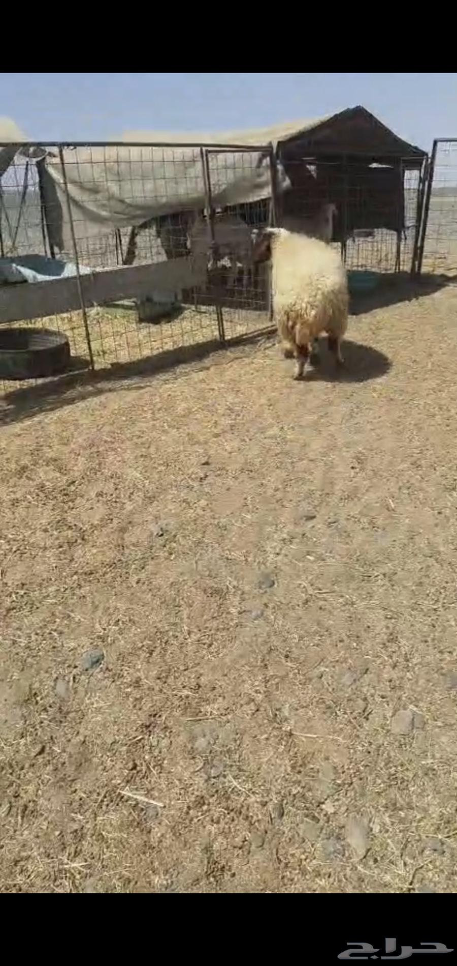 For sale: High-quality Najdi sheep, mature, with closed back and tip64382045205505110