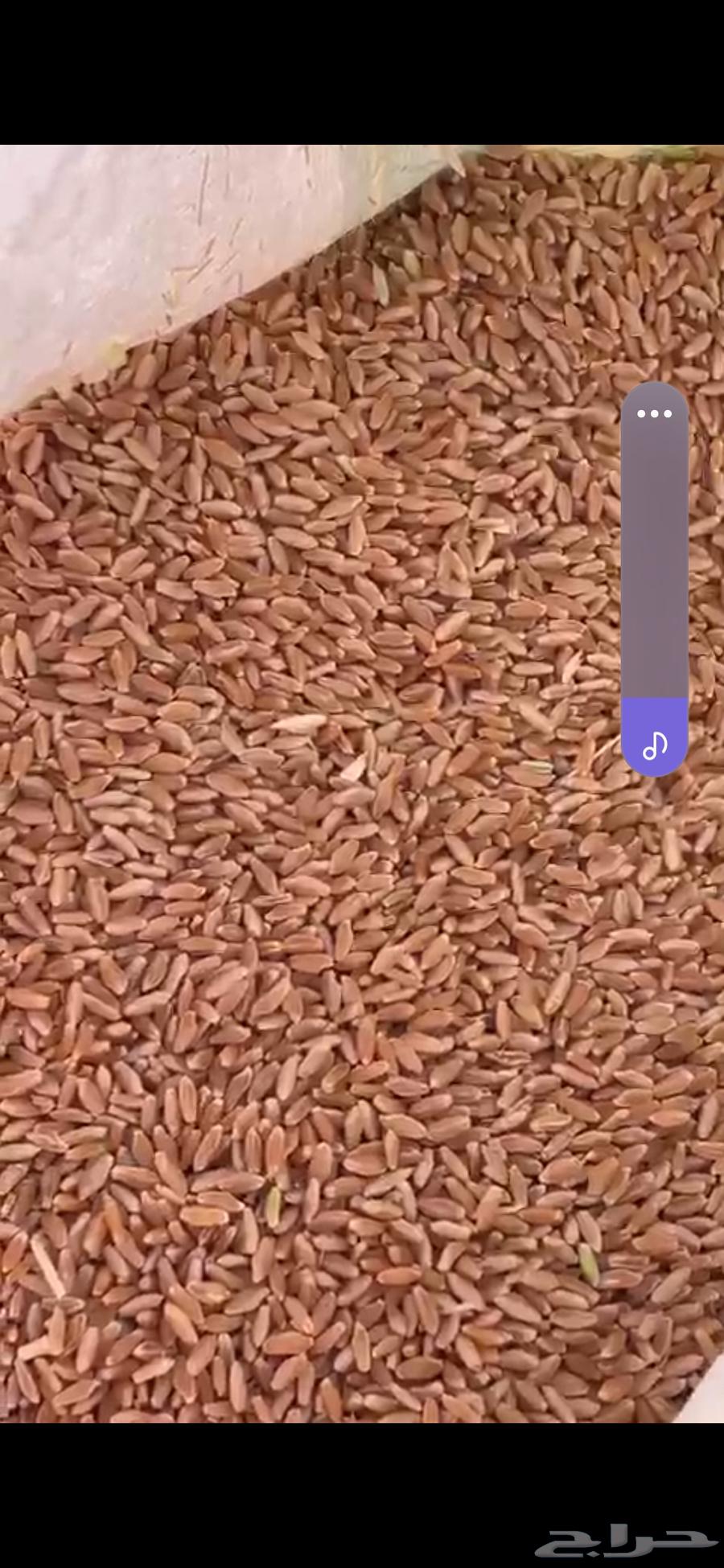 بر بلسمر للبيع64382086632707110