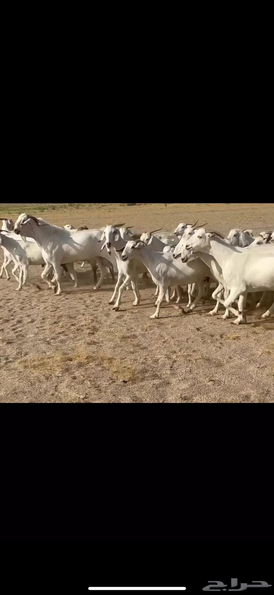 مشاريع فحول بيشيه برص64379718168963113