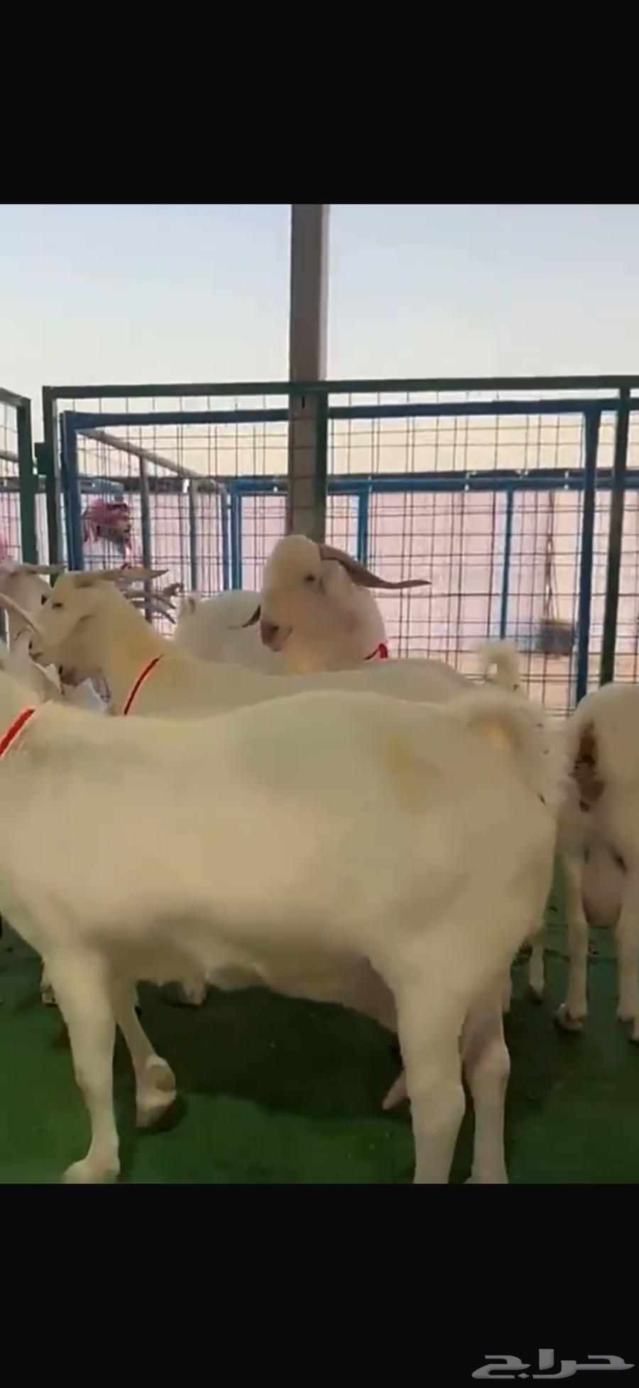 مشاريع فحول بيشيه برص64379718168963114