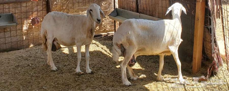 2 نعاج حريات تحتها رخال صنف64384231424387112