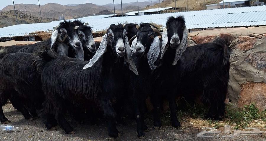 Goat for sale, number 10 with male goat, first-class condition64383192221185110