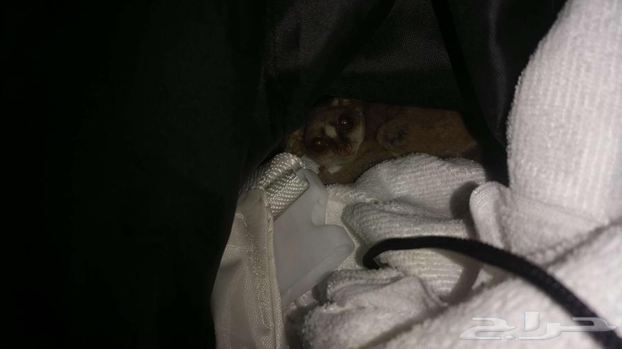 بوش بيبي القزم للبيع64381534771841110