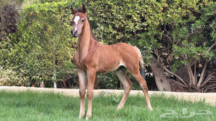 مهر واهو مكس للبيع64385887110018110