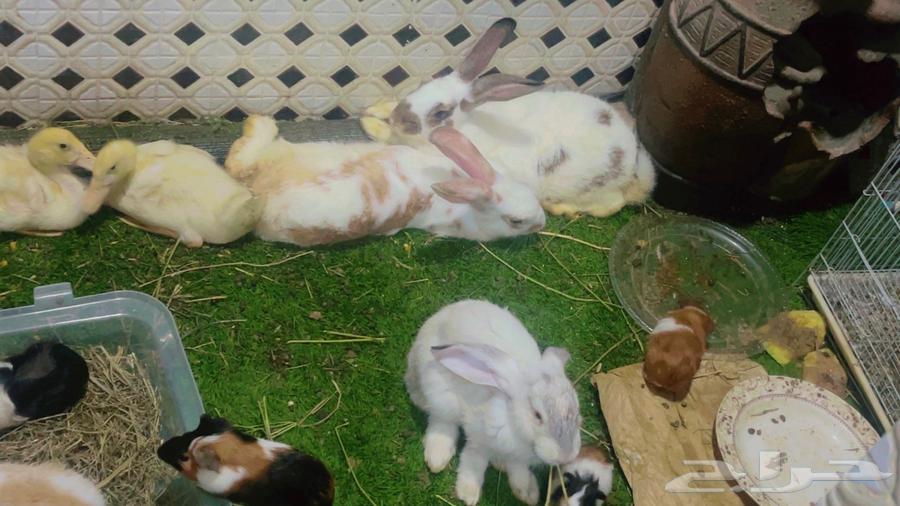 مجموعة ارانب للبيع64389433207043112