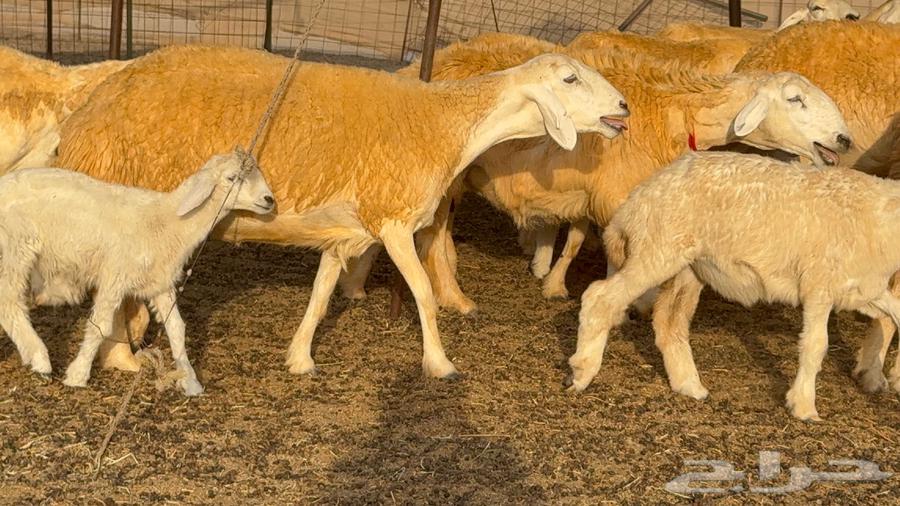 Sheep type 68 with 30 underneath64389640256515111