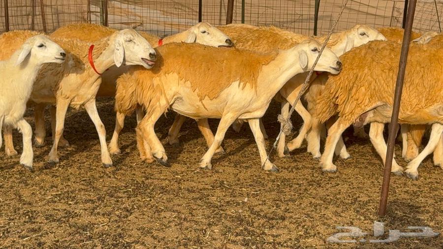 Sheep type 68 with 30 underneath64389640256515110