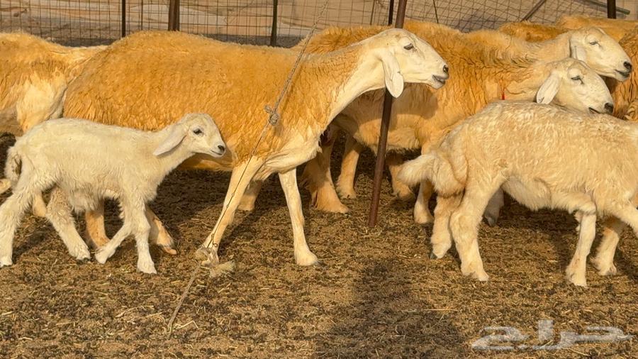 Sheep type 68 with 30 underneath64389640256515114