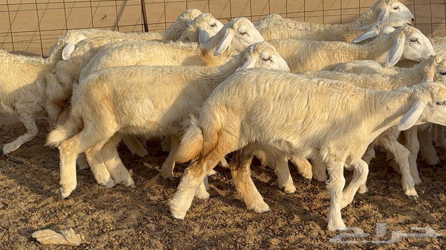 Sheep type 68 with 30 underneath64389640256515112