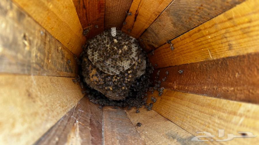 نحل للبيع64391934603010114