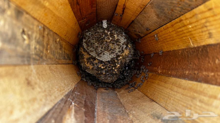 نحل للبيع64391934603010112