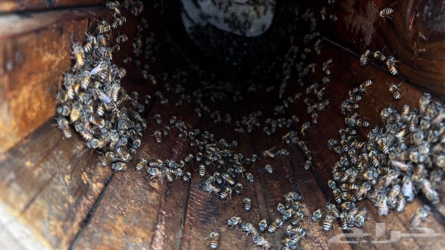 نحل للبيع64391934603010113