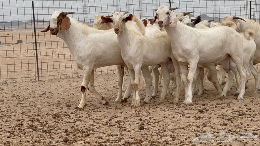 مشاريع فحول بيشيه برص64379718168963111