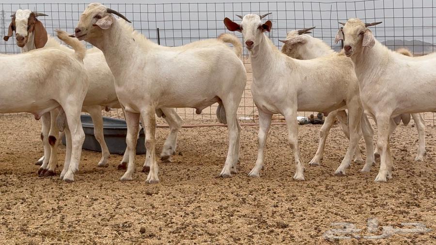 مشاريع فحول بيشيه برص64379718168963112