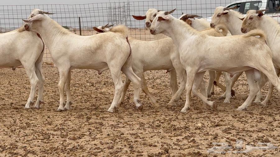 مشاريع فحول بيشيه برص64379718168963110