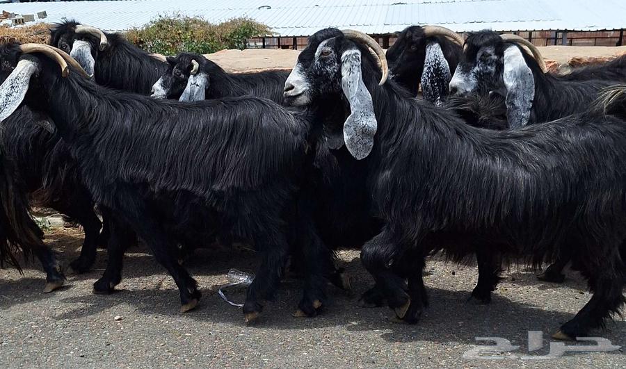 Goat for sale, number 10 with male goat, first-class condition64383192221185112