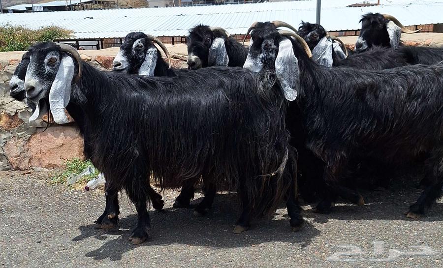 Goat for sale, number 10 with male goat, first-class condition64383192221185114