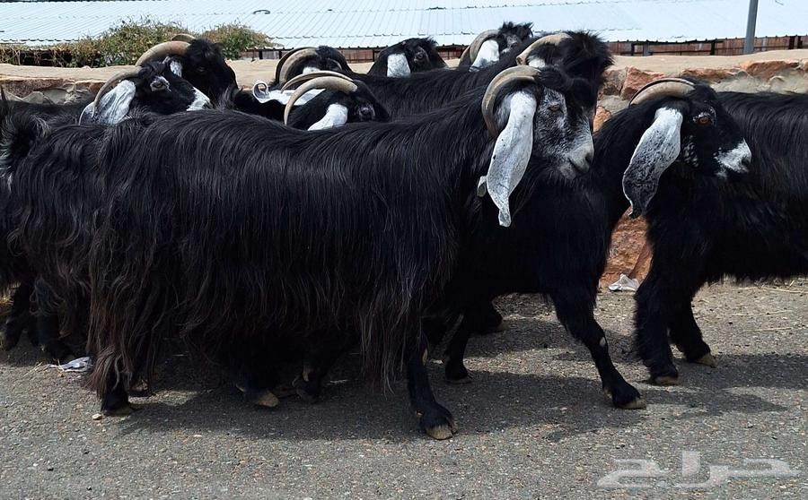 Goat for sale, number 10 with male goat, first-class condition64383192221185113