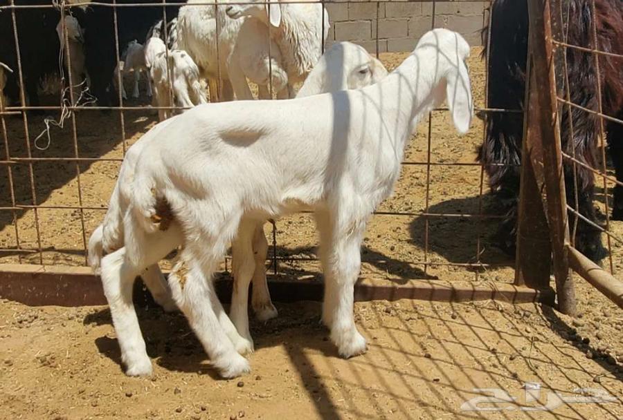 2 نعاج حريات تحتها رخال صنف64384231424387110