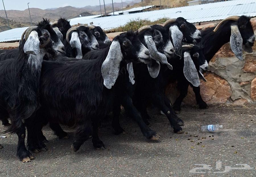 Goat for sale, number 10 with male goat, first-class condition64383192221185111