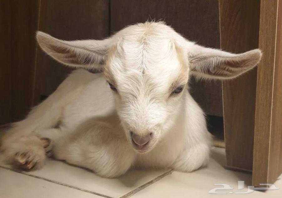 Dwarf goat64379908697731111