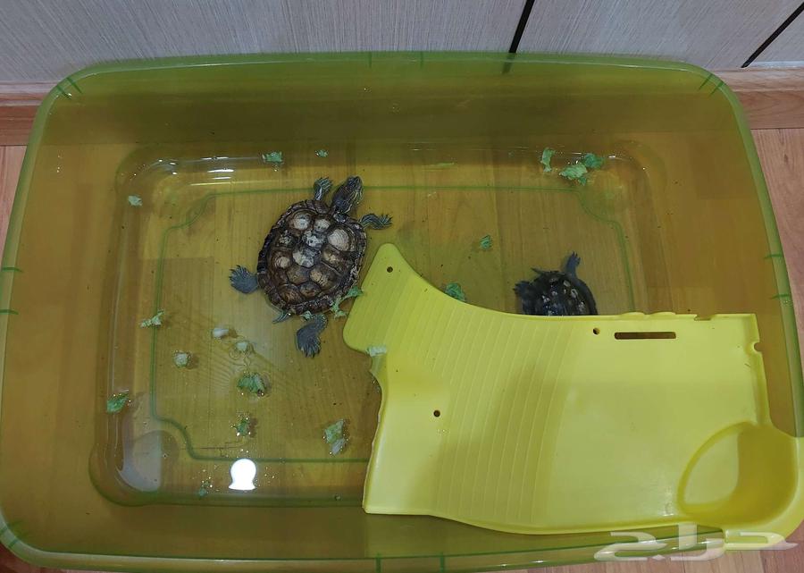 سلاحف للبيع64391050996994113