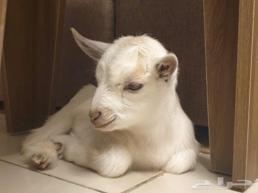 Dwarf goat64379908697731110