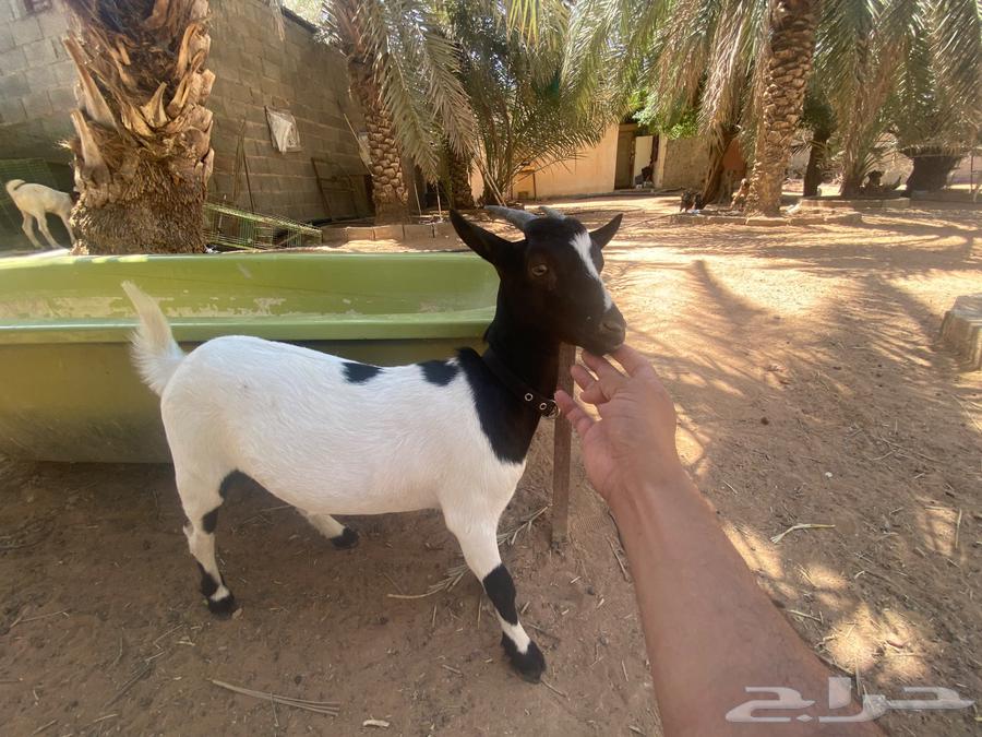 Dwarf goat doe for sale64382018003715111