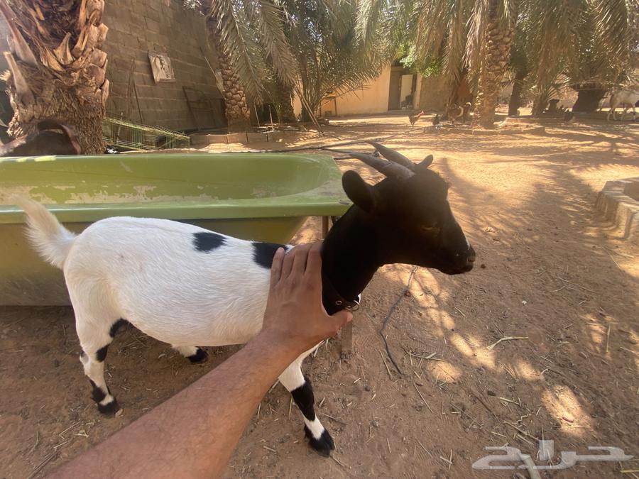 Dwarf goat doe for sale64382018003715110