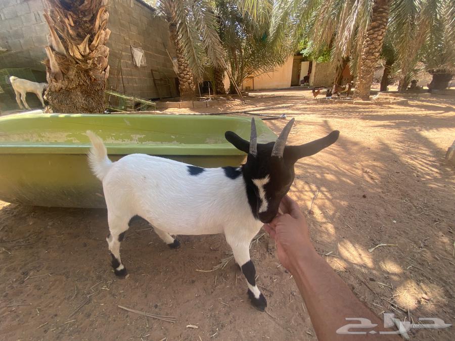 Dwarf goat doe for sale64382018003715112