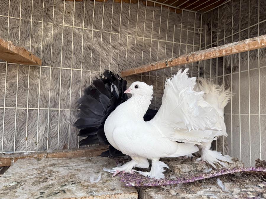 حمام رقاص هندي64386933794178110