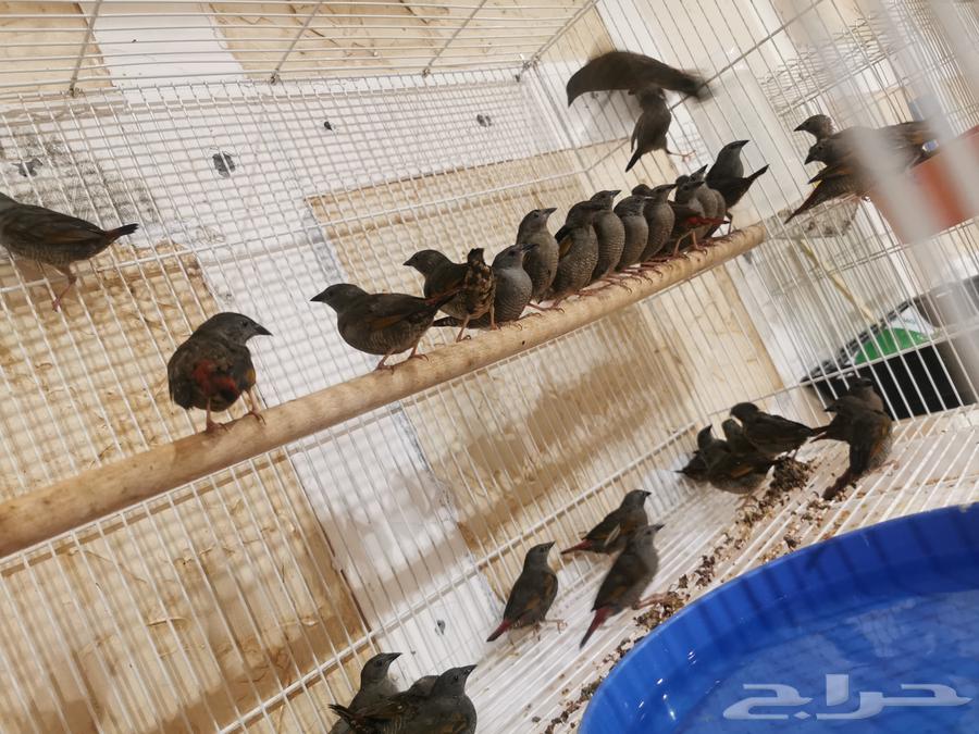 للبيع دفعة طيور مستوردة ب الاحساء64389045394689111