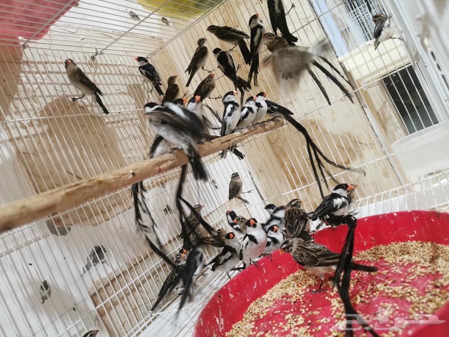 للبيع دفعة طيور مستوردة ب الاحساء64389045394689112