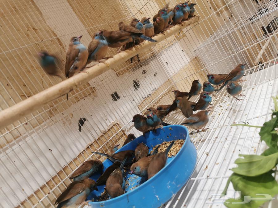 للبيع دفعة طيور مستوردة ب الاحساء64389045394689114