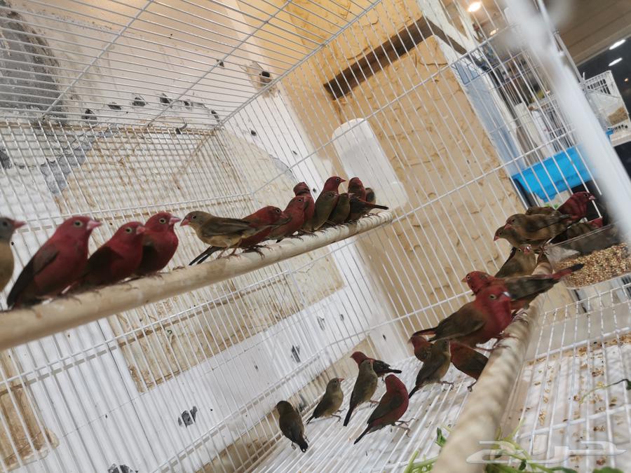 للبيع دفعة طيور مستوردة ب الاحساء64389045394689113