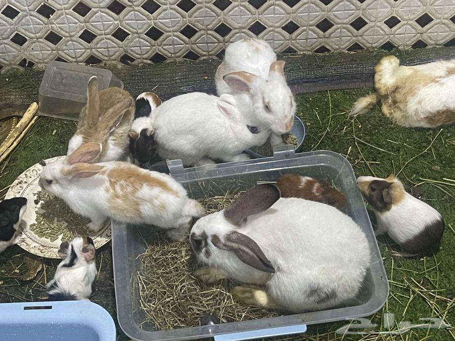 مجموعة ارانب للبيع64389433207043110