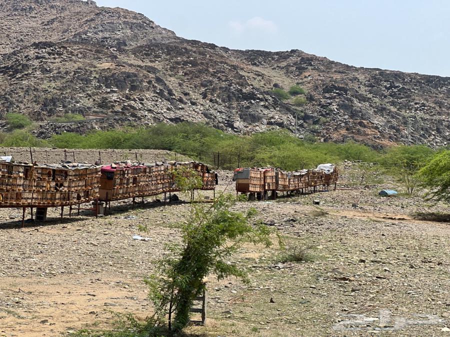 نحل للبيع64391934603010110