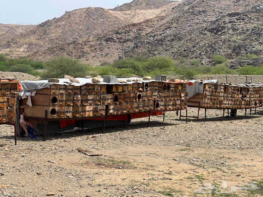 نحل للبيع64391934603010111