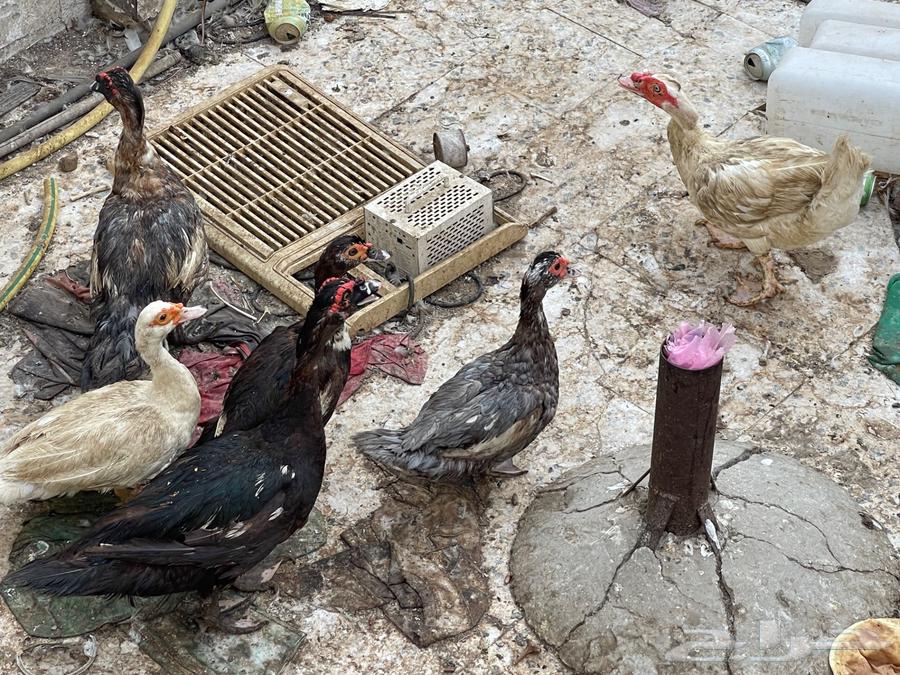 للبيع بط64393155768833110