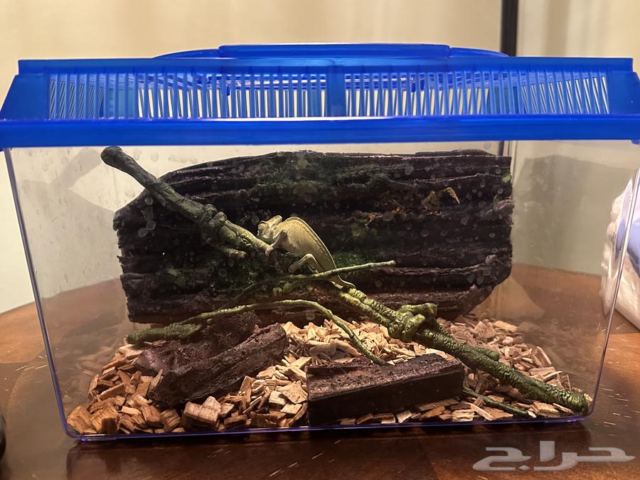 Chameleon64393197122177110