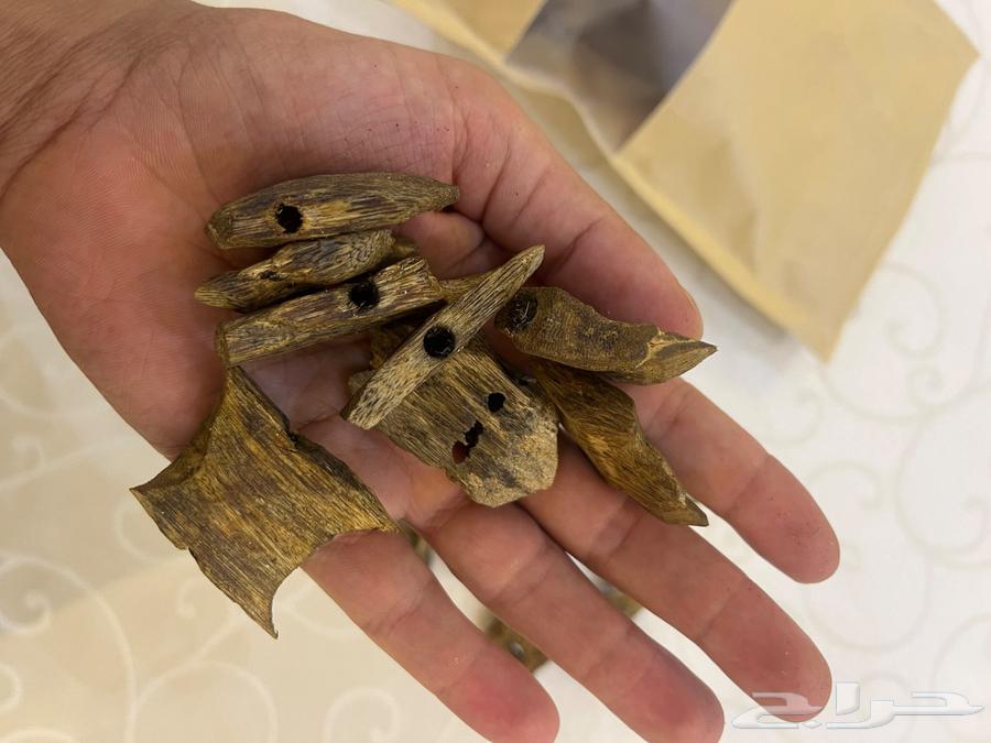 عود كينام64380419996929112