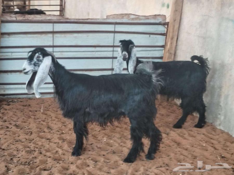 2 معزا ثنوات64380971645954111