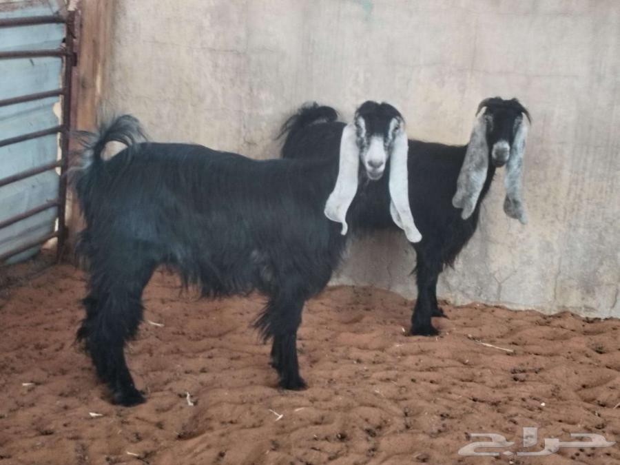 2 معزا ثنوات64380971645954113