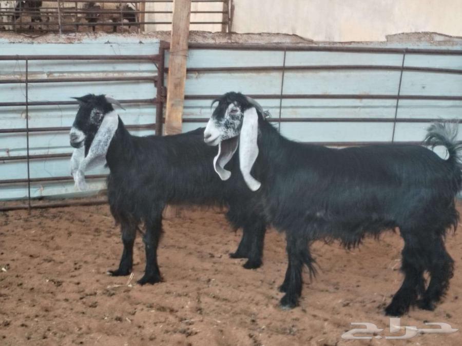 2 معزا ثنوات64380971645954110