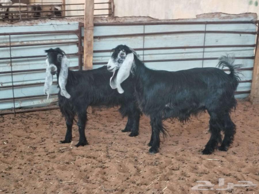 2 معزا ثنوات64380971645954112