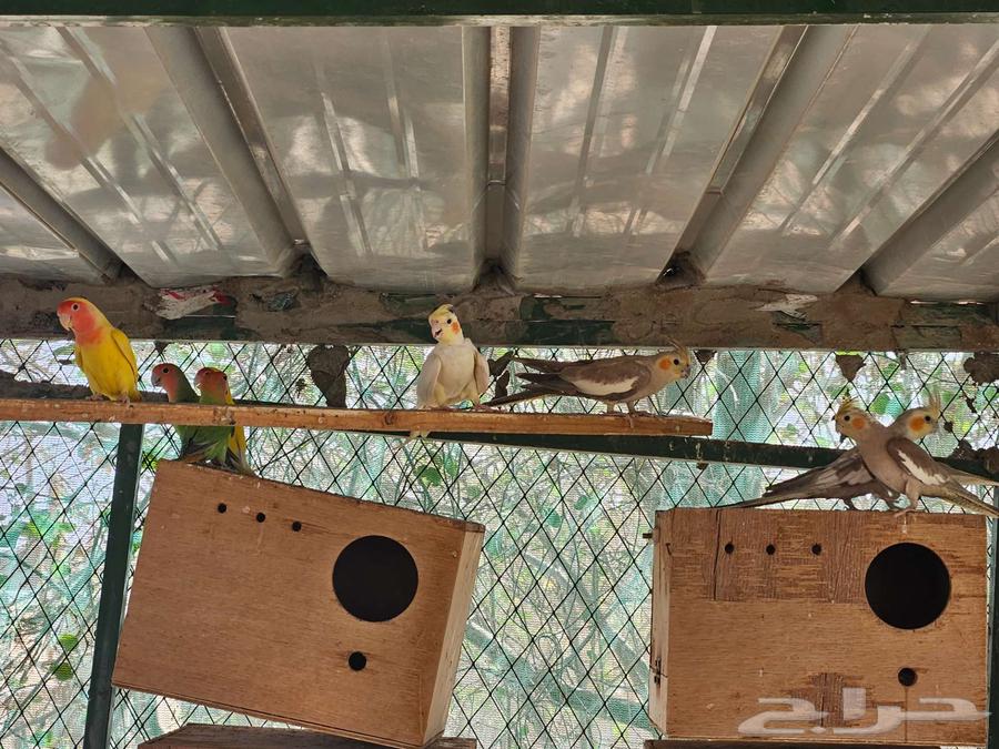 طيور كروان عشه كامله منتجين64381205249665114