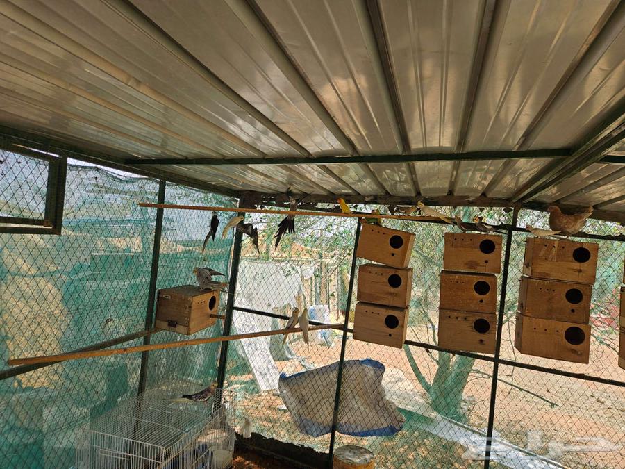 طيور كروان عشه كامله منتجين64381205249665111